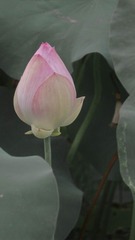 1565281