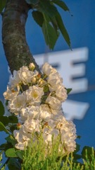 1537144