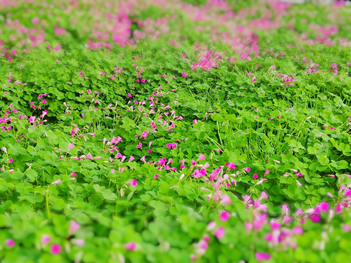芳草萋萋春风满地