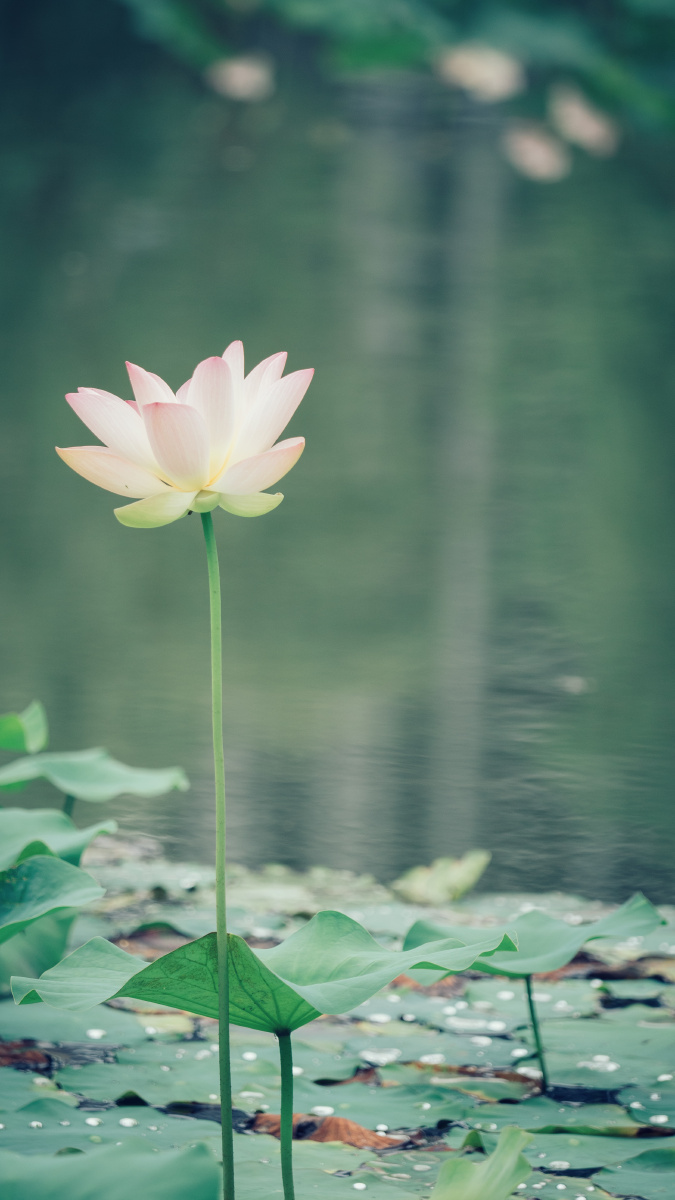 夏荷治愈系