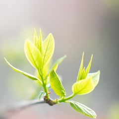 973972