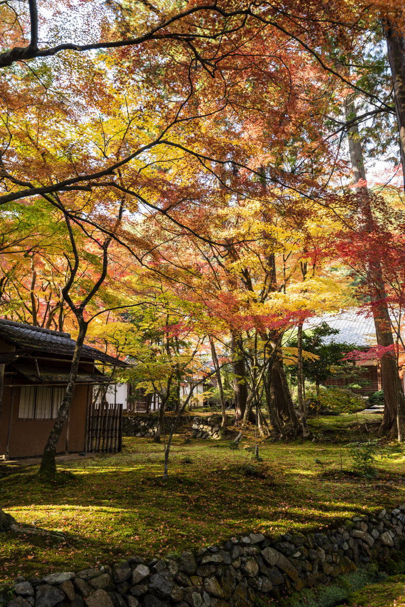 京都苔寺