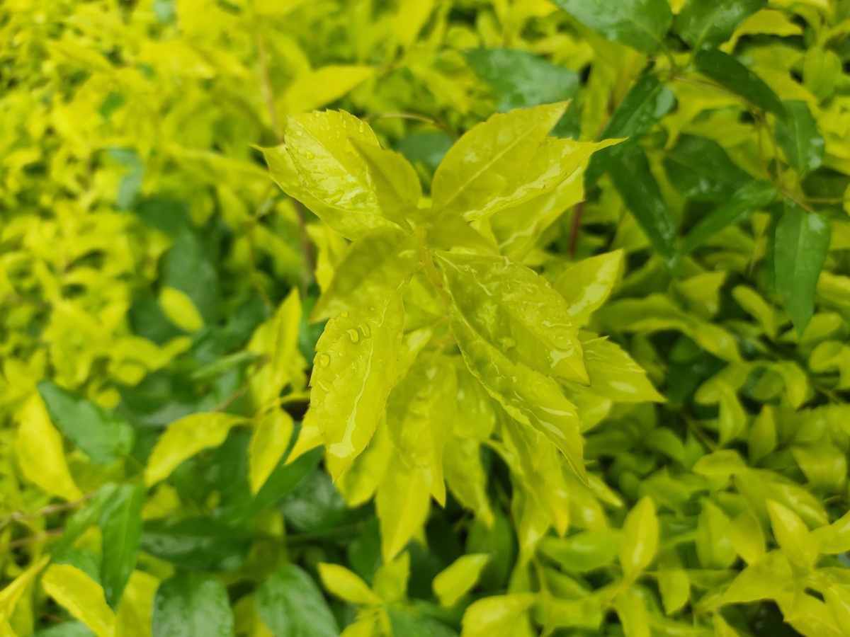 夏天的颜色78嫩绿