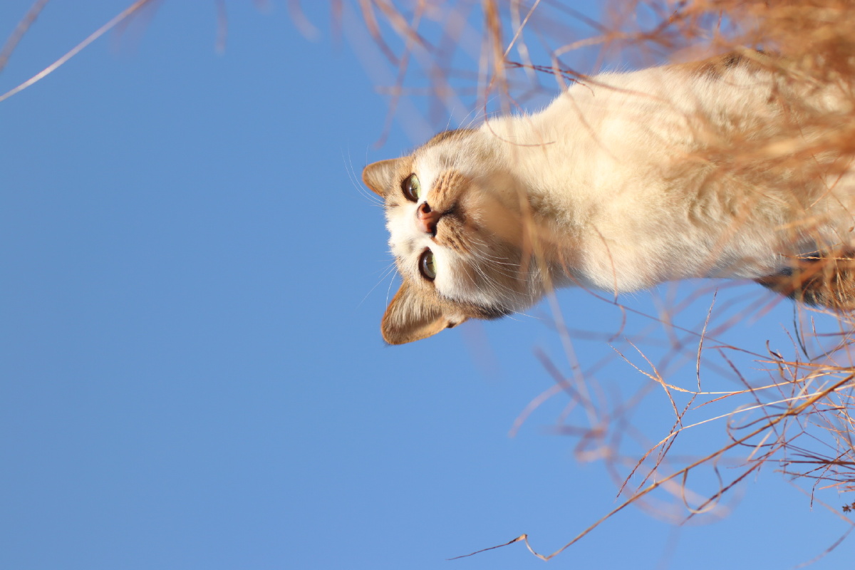 冬季暖阳猫小飞三岁