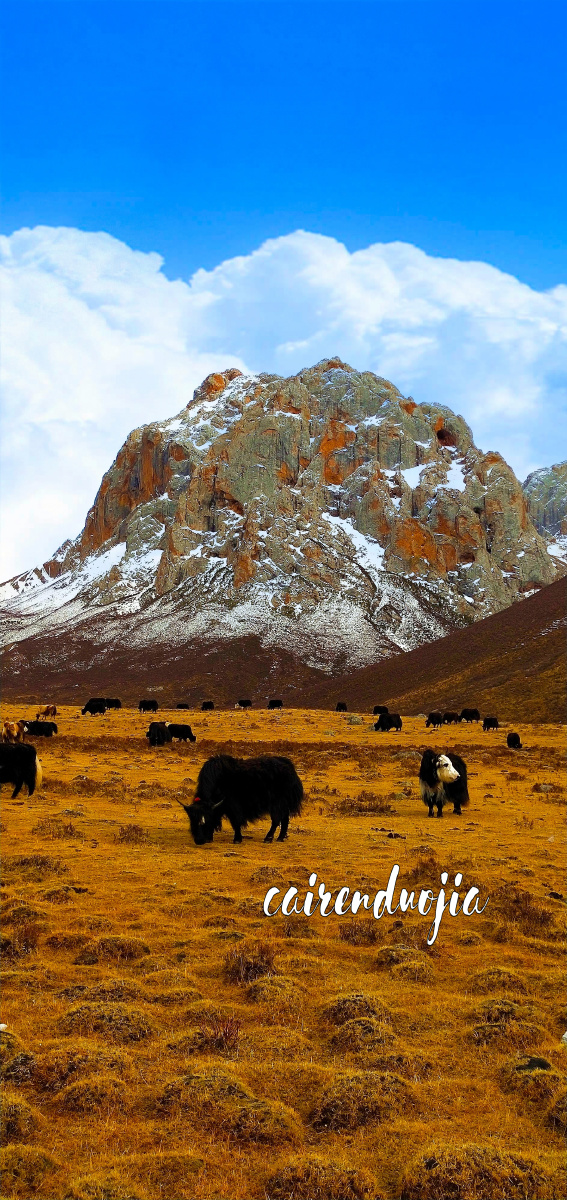 蓝天白云下的雪山前的草原上的牦牛