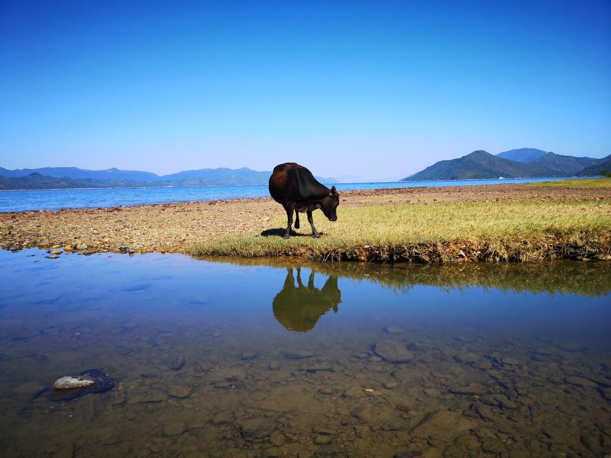 悠闲的牛自由自在地在海边草地上散步