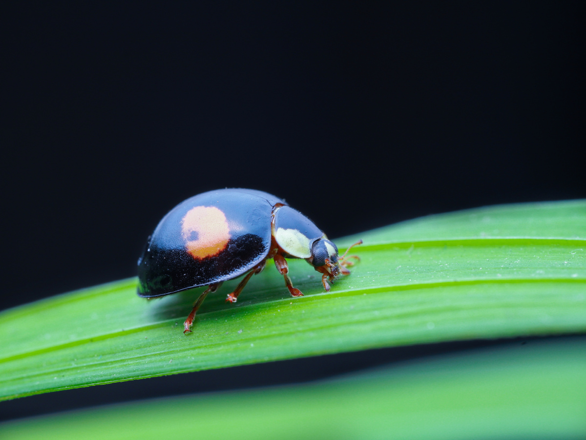 二星瓢虫 - 萧枫剑客 - 图虫