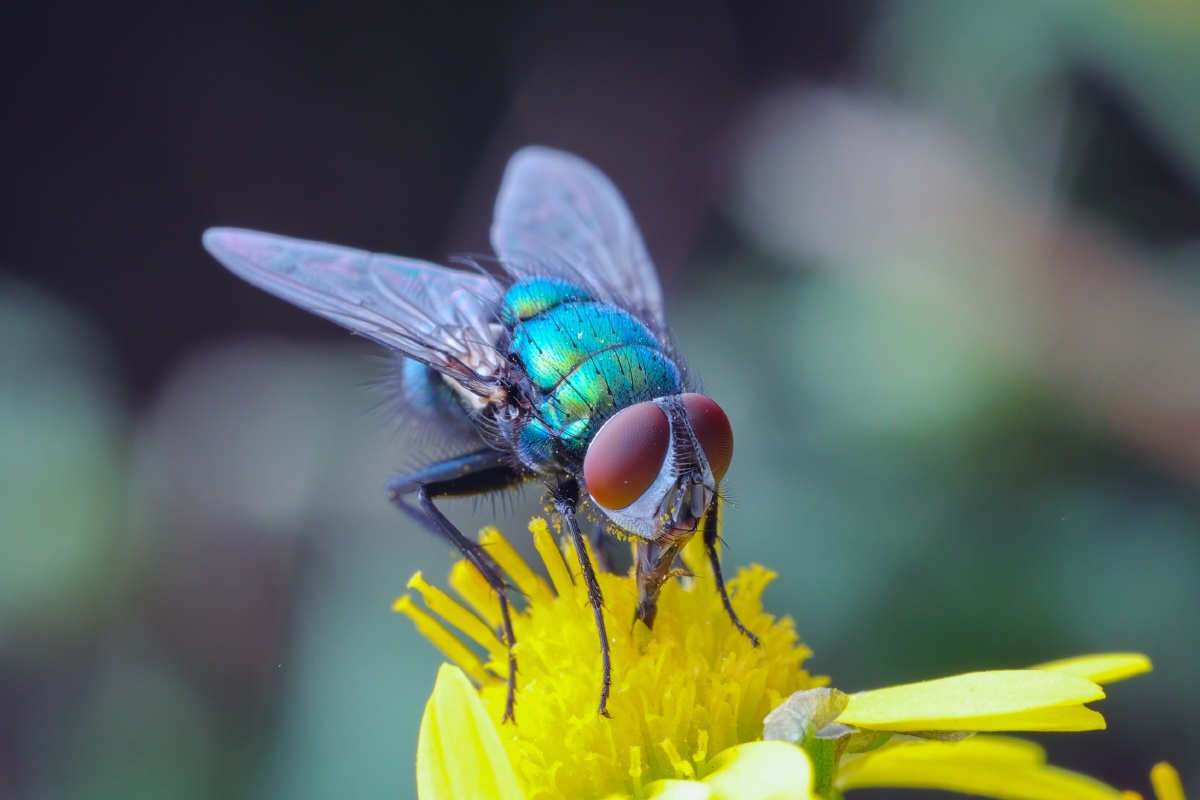 红头丽蝇 - 萧枫剑客 - 图虫
