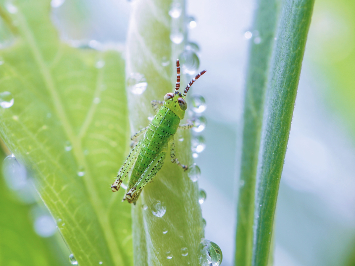 蝗虫若虫