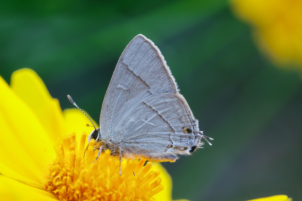 细灰蝶