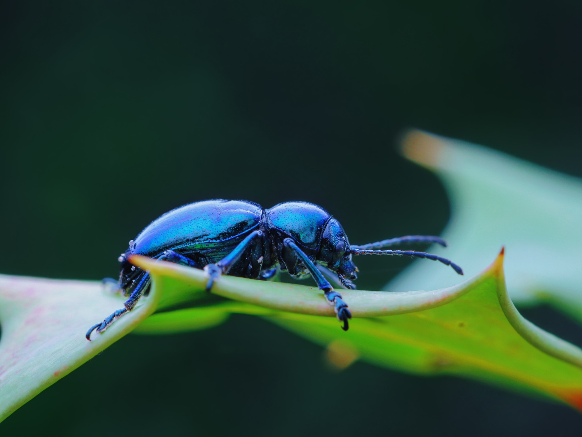 中华萝蘑肖叶甲