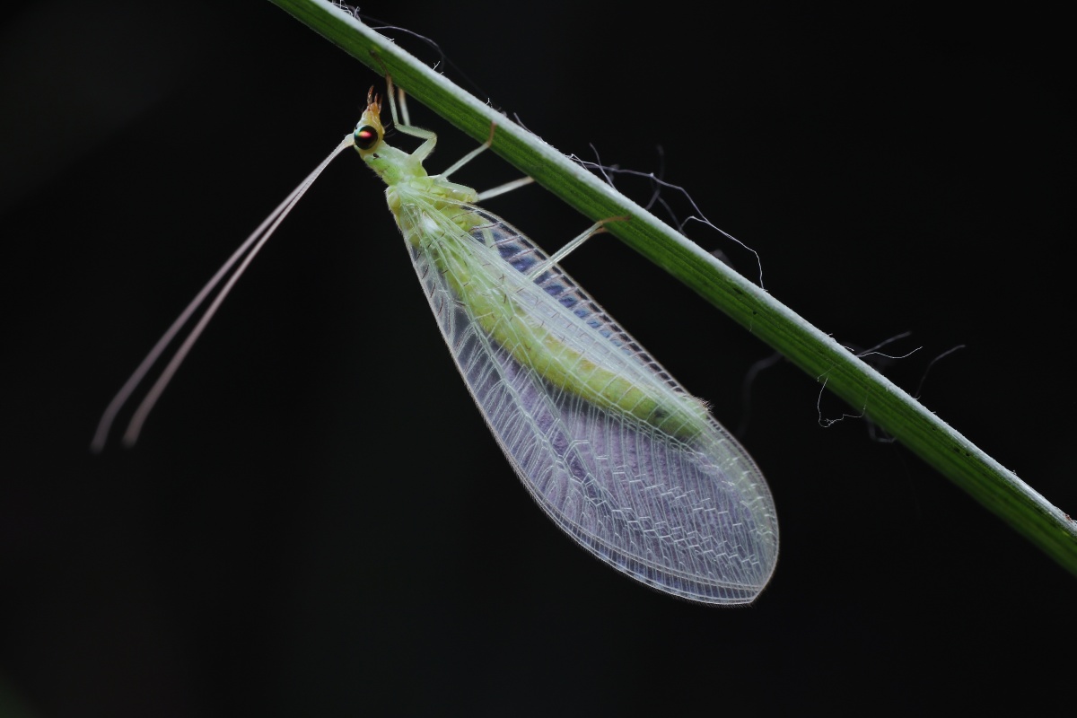 刚完成羽化的草蛉