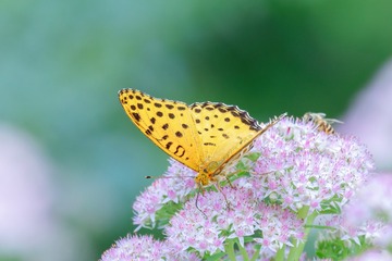 DD057B3B-2377-4C6D-AA64-BE52F4E1B669/L0/001
