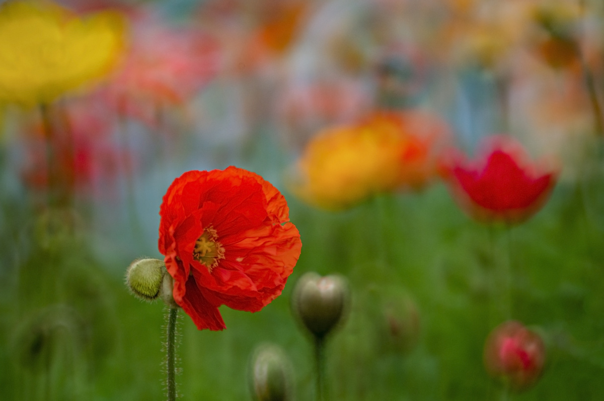 红色虞美人花 - 广州阿霞 - 图虫