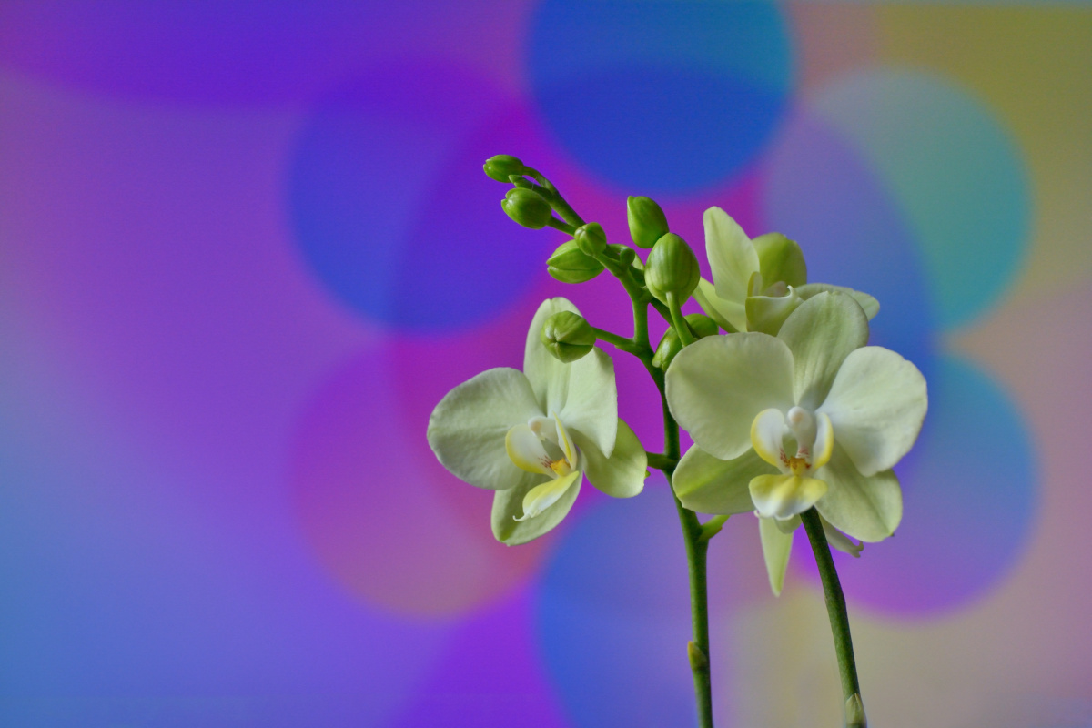 七彩背景蝴蝶兰