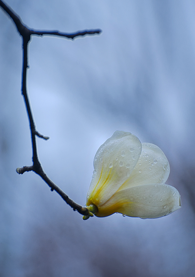 雨后玉兰一场春雨过后公园里的玉兰花格外艳丽每朵花上挂满水珠显得