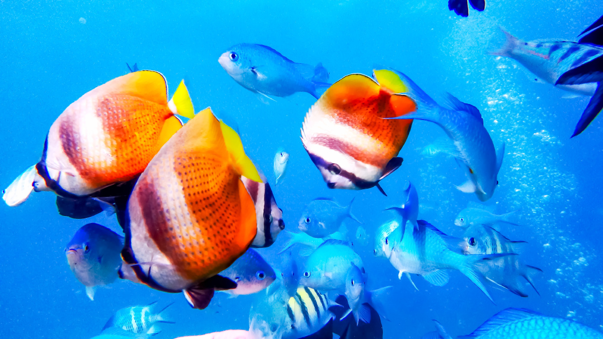 美丽的海底世界