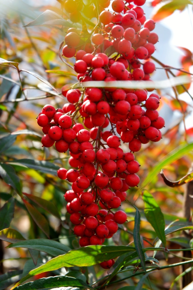 藏在春天的秋天红色的小果子搭配着绿色的叶子最是好看