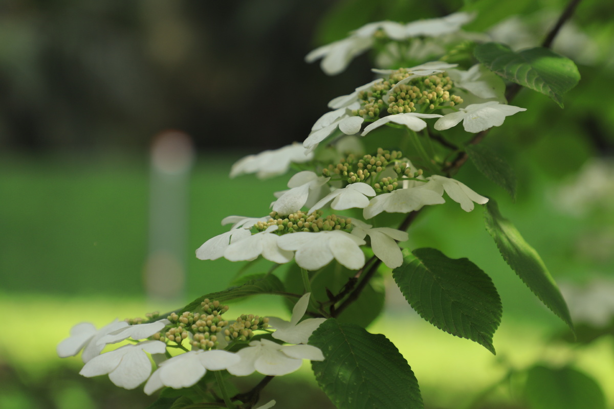 琼花:玉树琼花满目春,历尽天华成此景