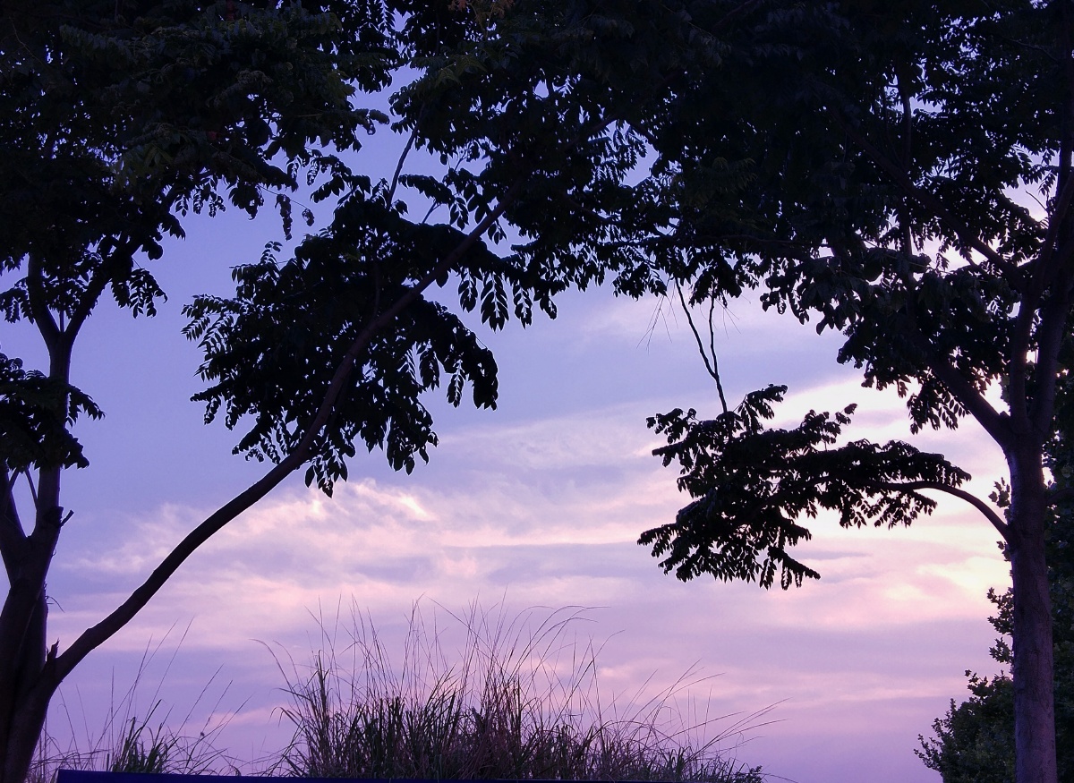 粉色的夏天吹着细和的暖风