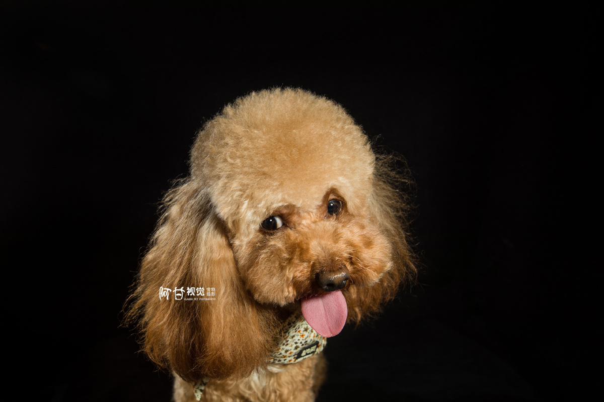 teddydog - 阿甘视觉 - 图虫