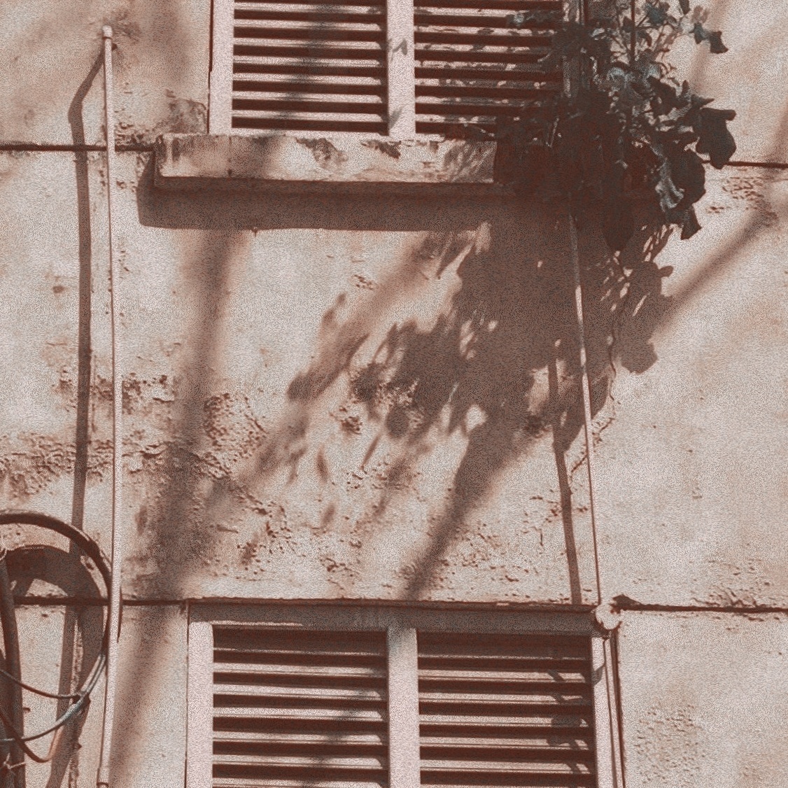 路边偶遇一株长在墙上的油菜花和充满阳光的老房子