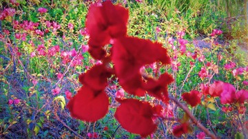 1778F824-D2AF-4D40-B384-7A6D27240DA5/L0/001