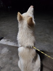 1000008823