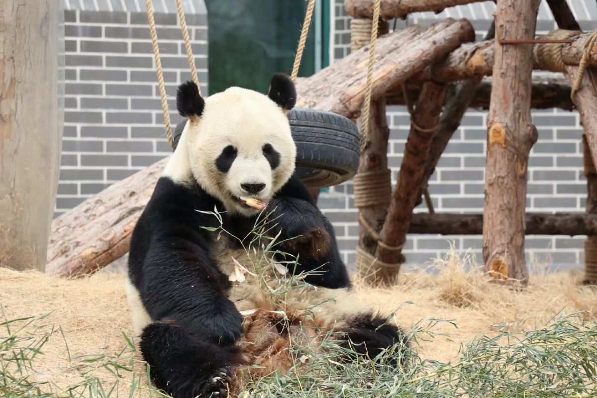 泰安花海的大熊猫