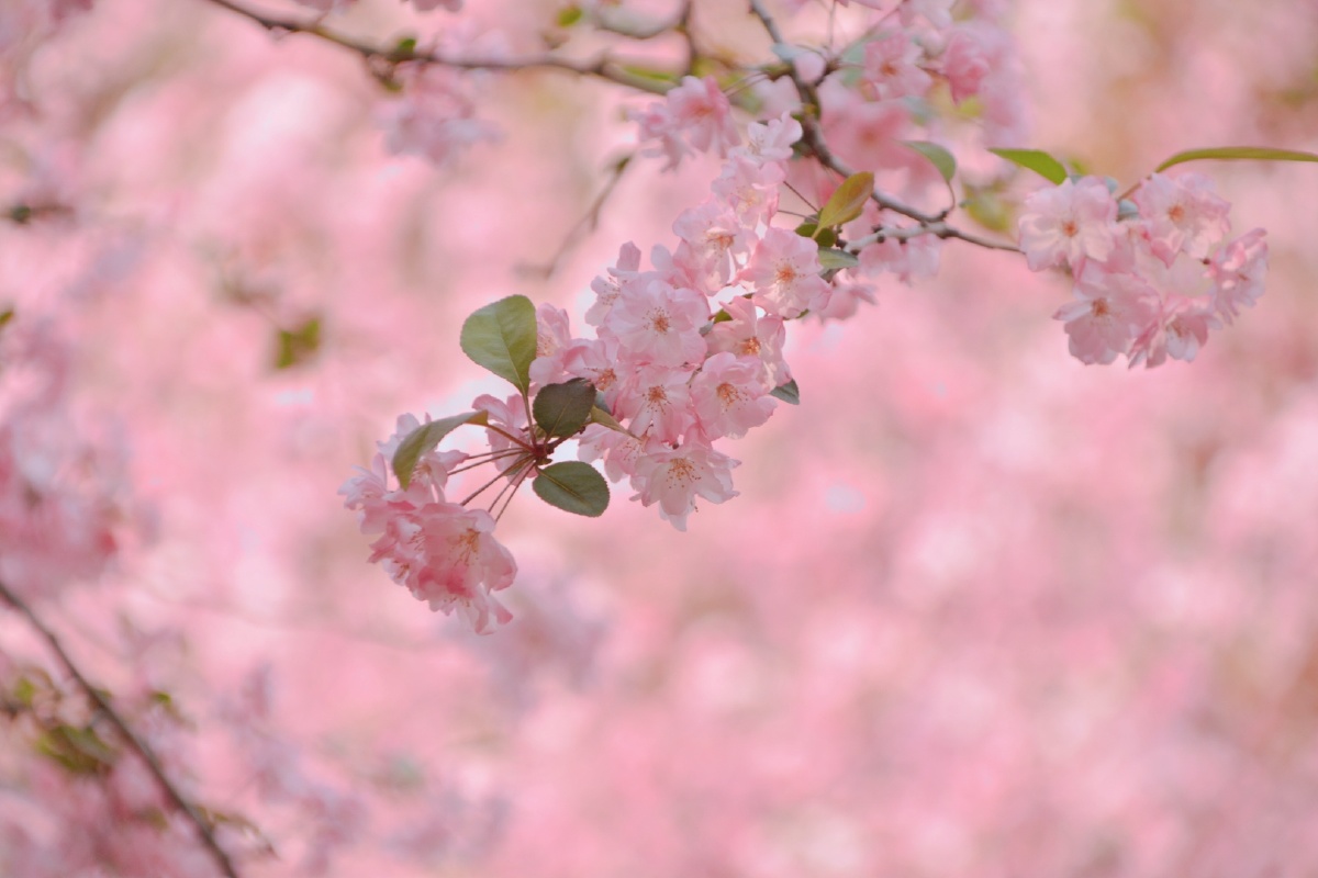 春天真是个粉红色的季节