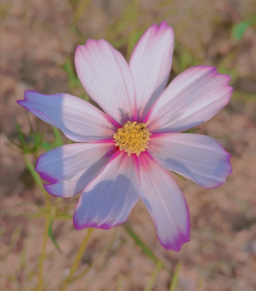 一起扫马路了>3< - 乳木果 - 图虫