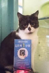 猫片