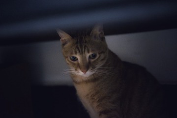 65806