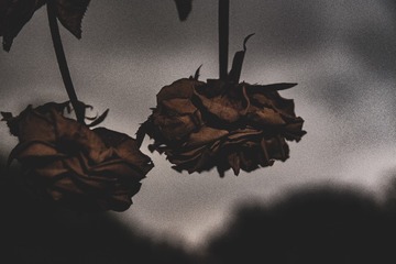 4261208