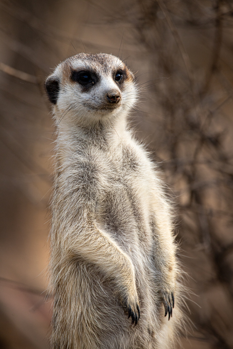 细尾獴灰沼狸沼狸灰爪狸海猫海岛猫鼬太阳猫猫鼬狐獴