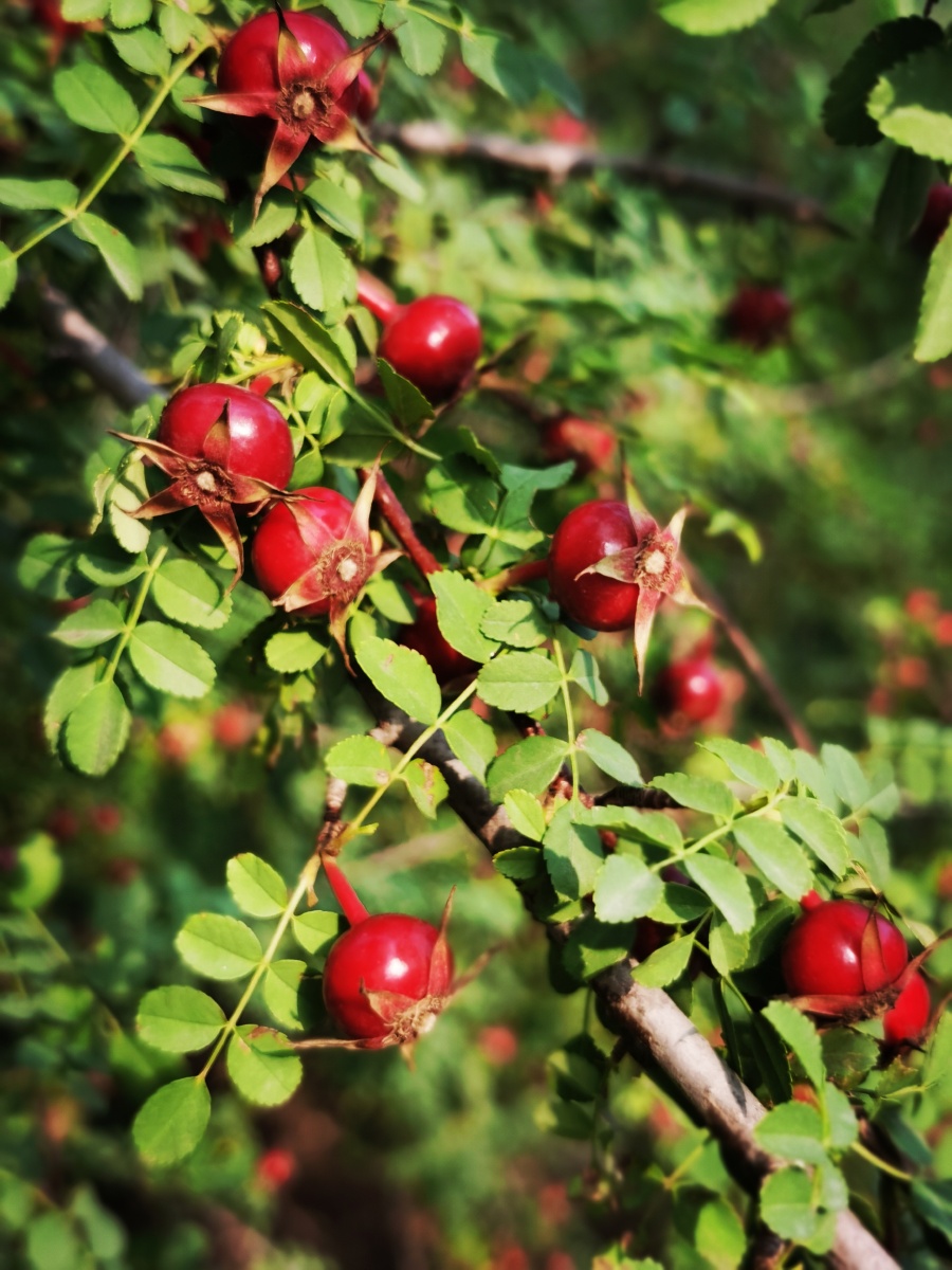 红山果黄刺玫