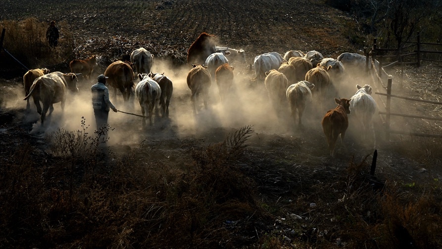 《赶牛图》