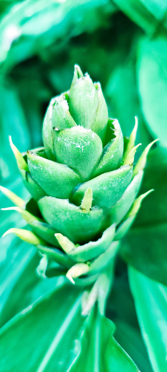 植物静态手机拍照