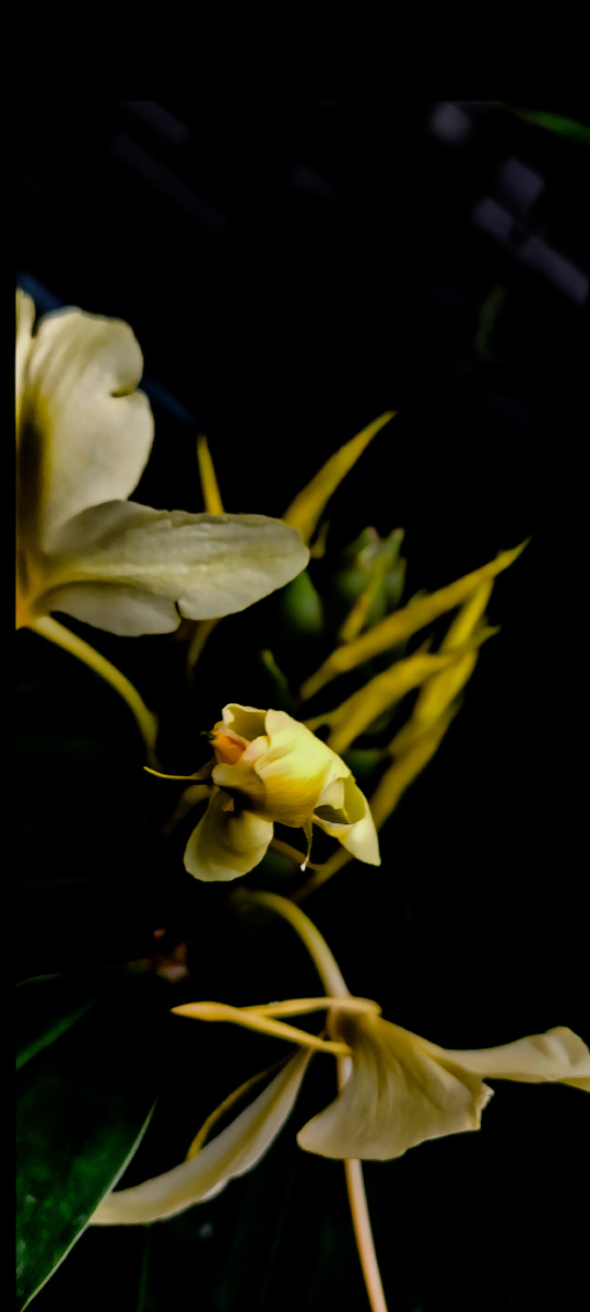 植物静态手机拍照