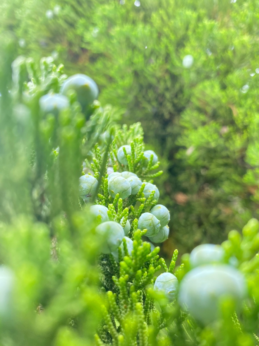 夏季里的一丝清凉