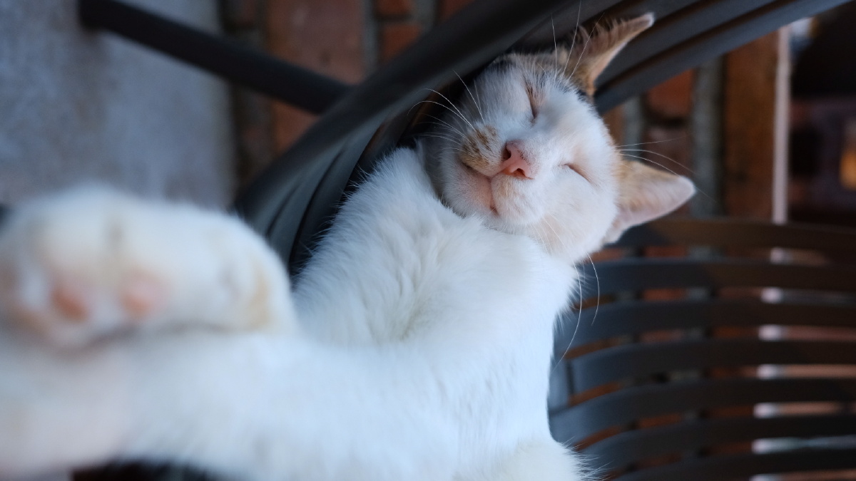 关注        街头傍晚一只贪睡的懒猫.