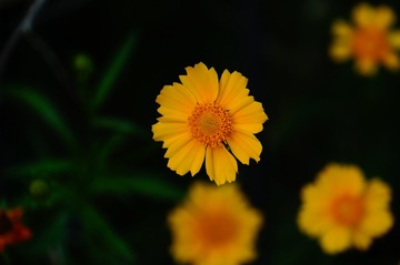 1000011652