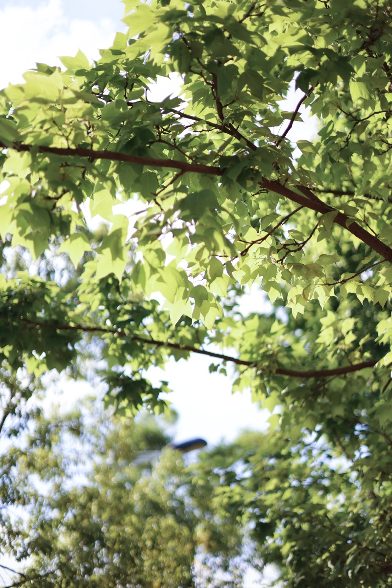 夏天就是满眼的绿色