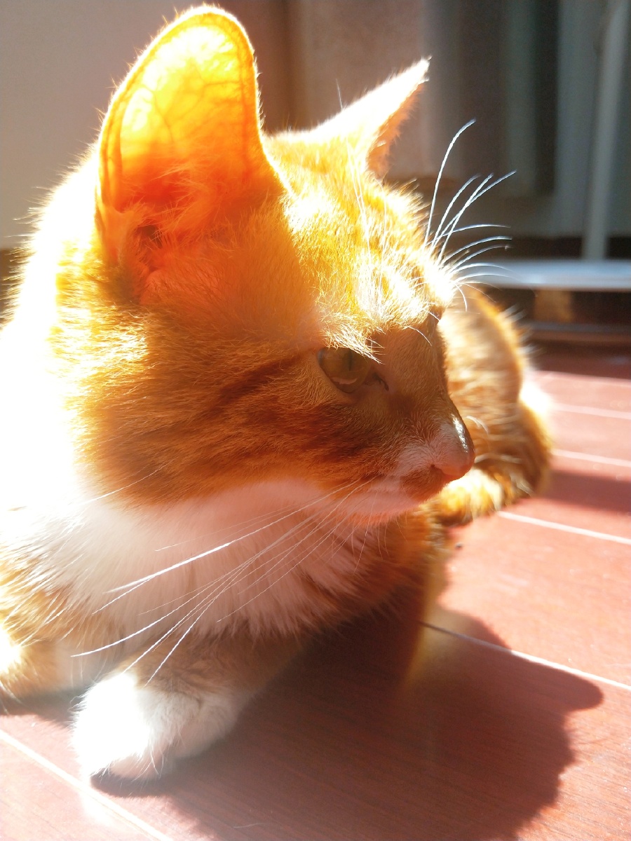 午后阳光下那只慵懒的猫咪