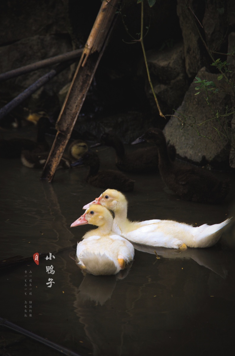 田野绿荫鸭子戏水