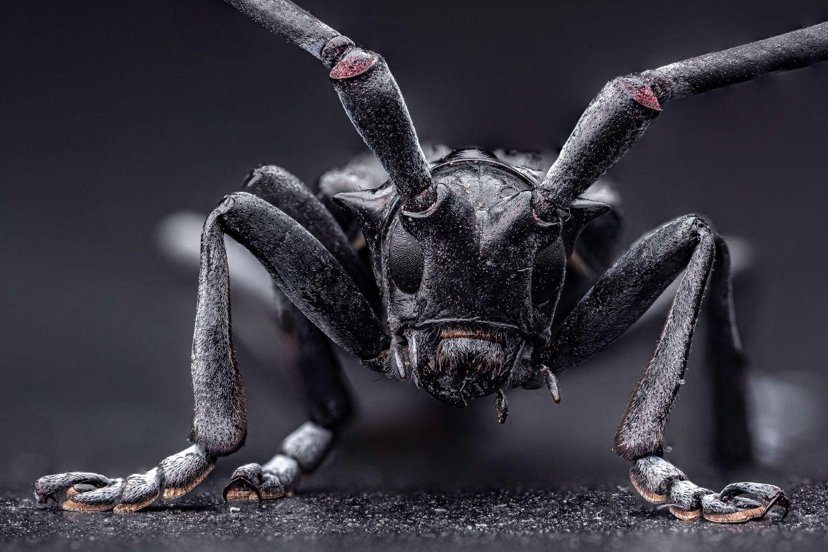 天牛- yonghong881224 - 图虫