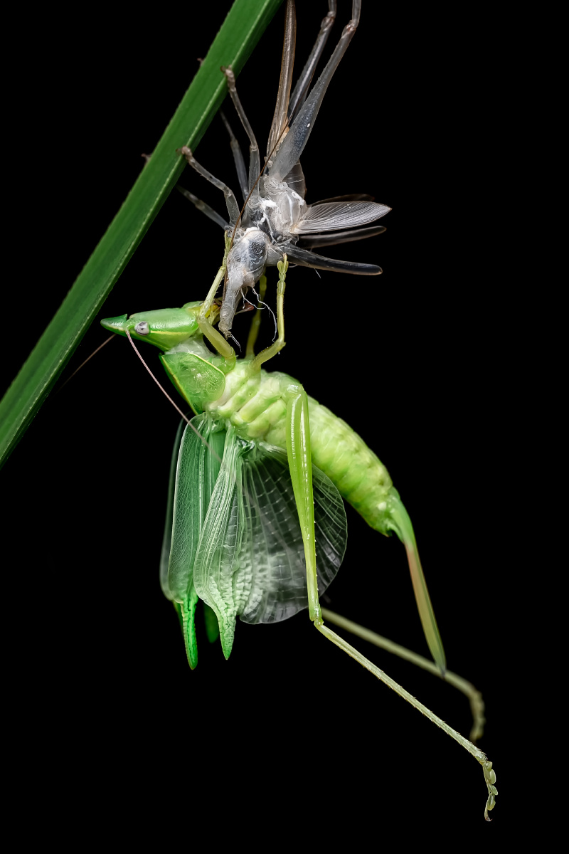 微距羽化中的螽斯