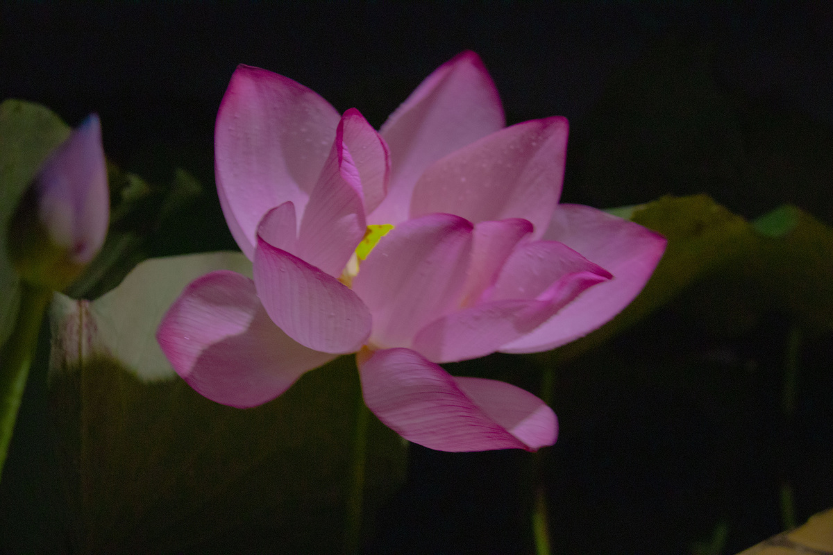 夜晚雨后的荷花