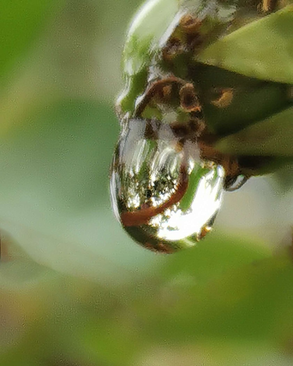 雨水雨水滋润着大地在植物上凝结着一颗颗晶莹的水珠透过水珠展现在