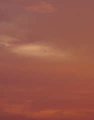 0D21DAED-4E87-4430-BB33-F2351A4DBA14/L0/001